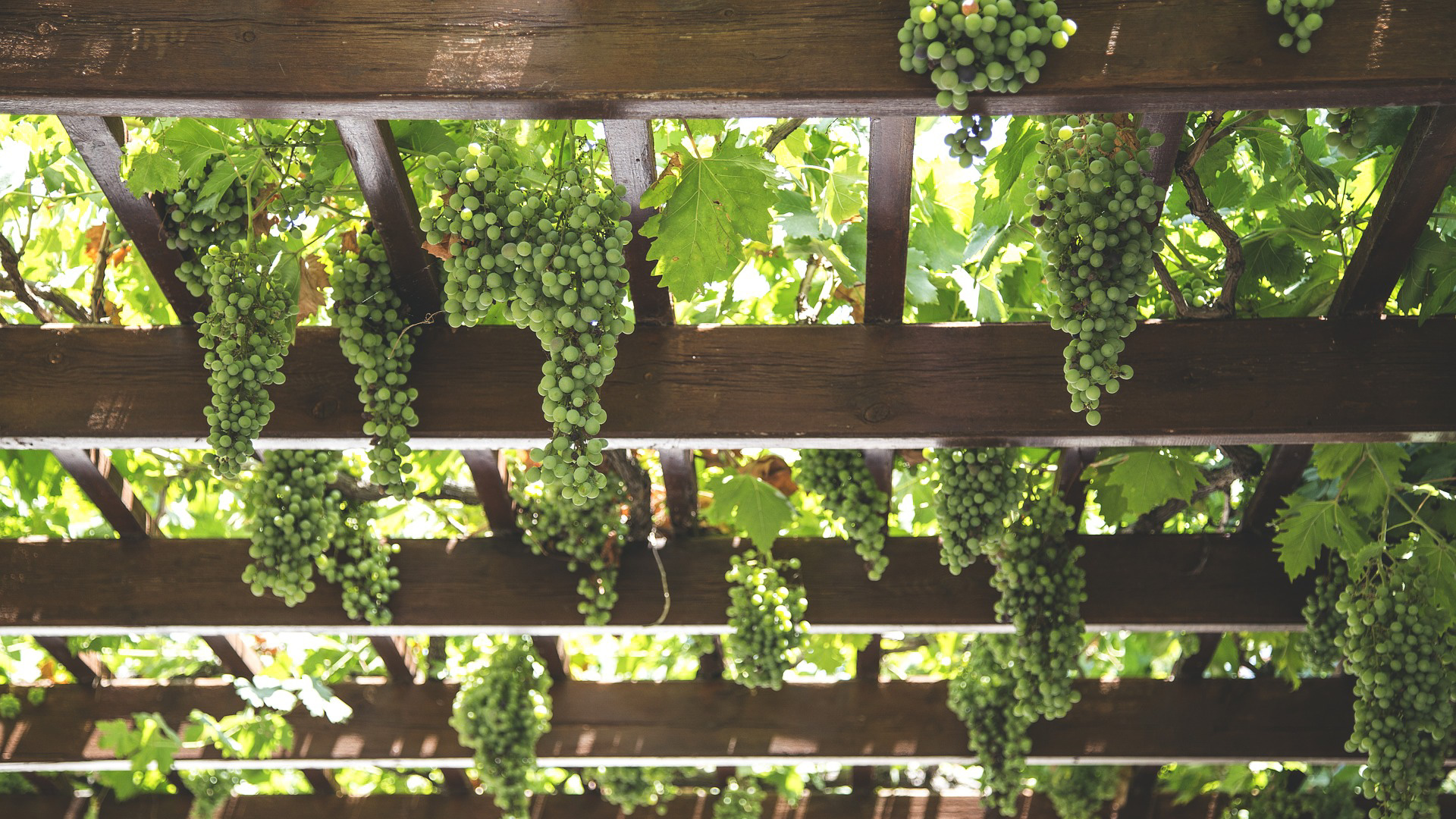 Vignes Gloria Vins Franchise restaurants virtuels livraison