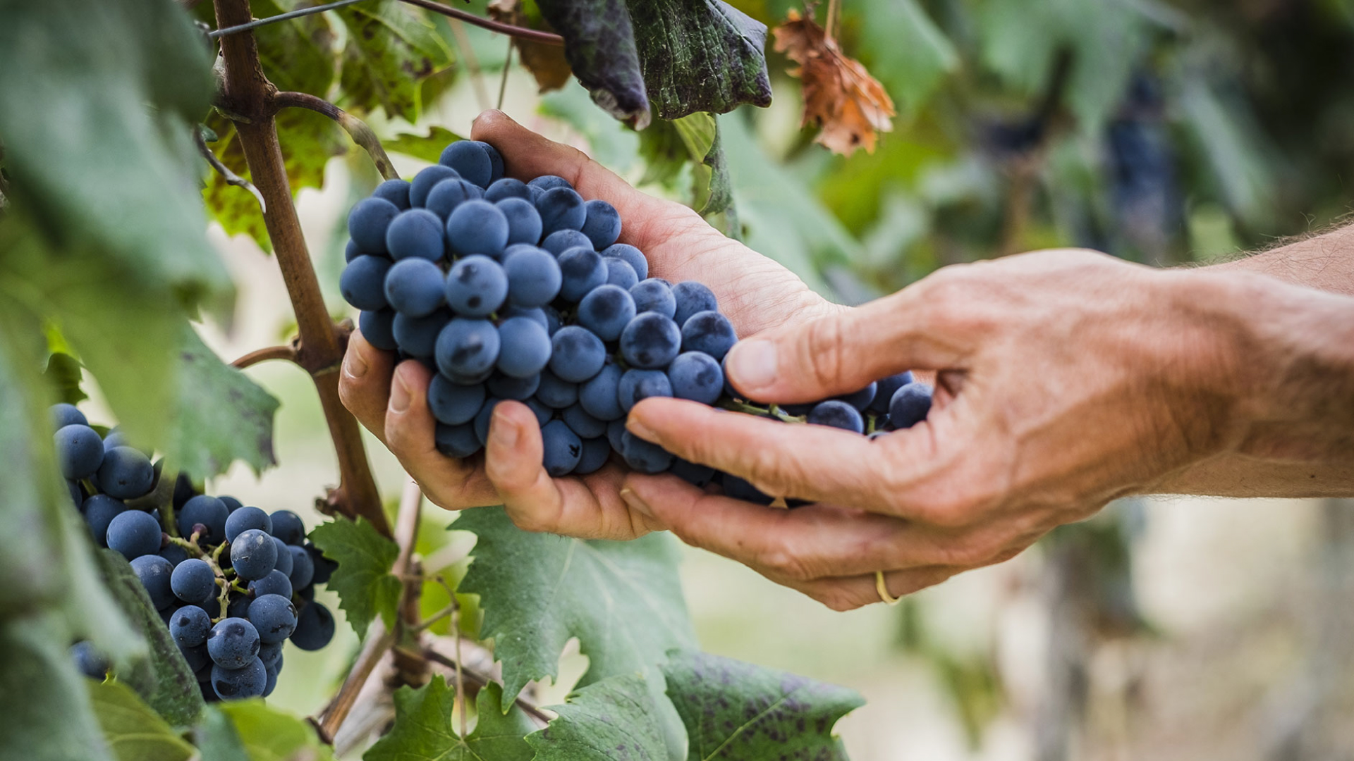 Raisin Vins Gloria Italie Livraison